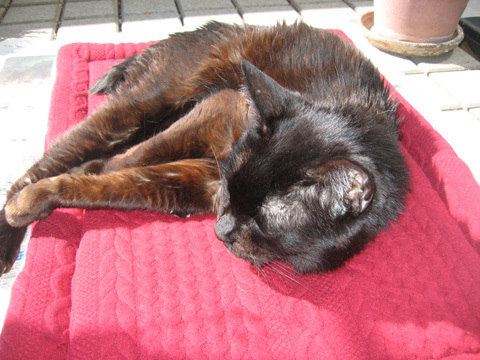 猫ノア、ベランダぼっこ