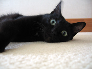 床と黒猫