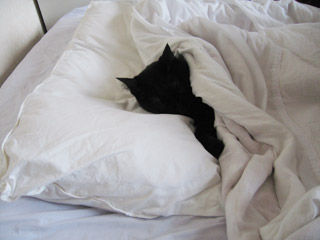 ベッドの中の黒猫