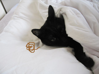 ベッドの中の黒猫