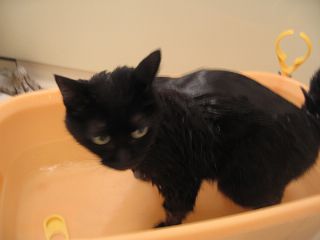 沐浴中の黒猫