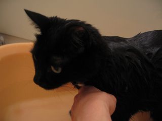 沐浴中の黒猫2