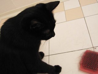 ブラシを見つめる黒猫