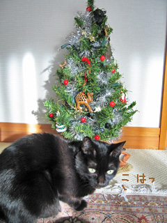 猫ノアとクリスマスツリー