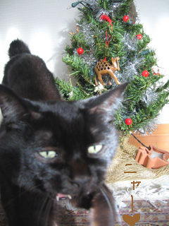 猫ノアとクリスマスツリー
