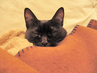黒猫、睡眠中