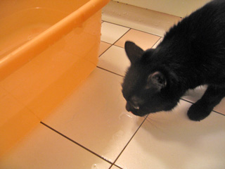 猫ノア、モンシュシュで入浴
