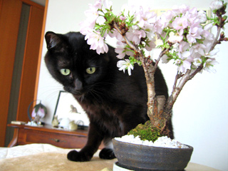 猫ノアと桜