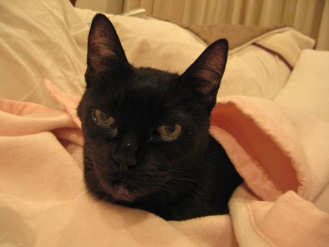 猫ノアとピンクの毛布