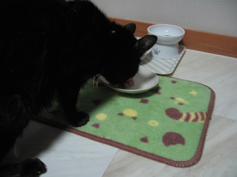 猫ノア、最期の食べ姿写真