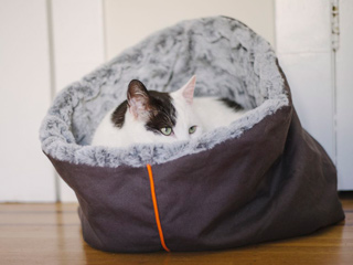 猫ノアと寝袋型ベッド
